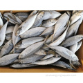 Hot Sale Horse Frozen Horse Mackerel Whole Round Fish